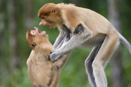 Proboscis Monkey Juveniles Playing, Sabah, Malaysia