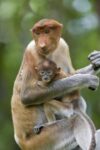 Proboscis Monkey Female Holding Two Month Old Baby, Sabah, Malaysia