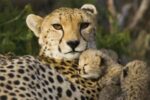 Cheetah with Thirteen Day Old Cub, Maasai Mara Reserve, Kenya