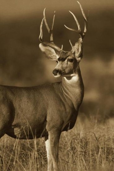 Mule Deer Male, North America (sepia)