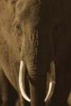 African Elephant Male Portrait with Long Tusks, Kenya