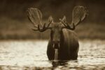 Moose Male Feeding on the Bottom of a Lake, North America