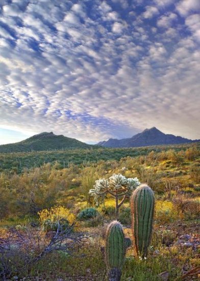 Saguaro and Teddybear Cholla amid flowering Lupine and California Brittlebush