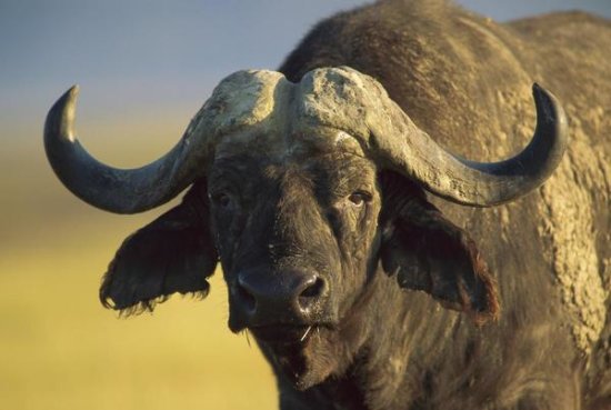 Cape Buffalo Portrait, Kenya
