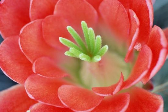 Claret Cup Cactus Flower, Arizona