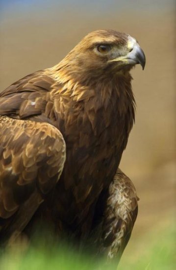 Golden Eagle portrait, North America