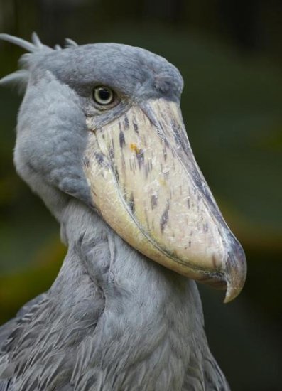 Shoebill, Jurong Bird Park, Singapore