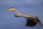 Great Blue Heron Flying, North America