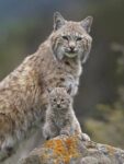 Bobcat Mother and Kitten, North America