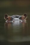 Hippopotamus at Water Surface, Tanzania