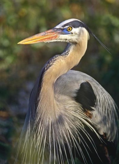 Great Blue Heron Portrait, North America