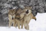 Timber Wolf Trio Playing in Snow, Montana