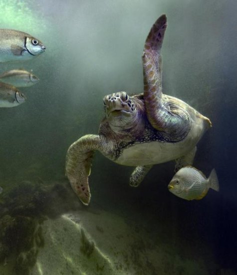 Great Sea Turtle and Fish, Sabah, Malaysia