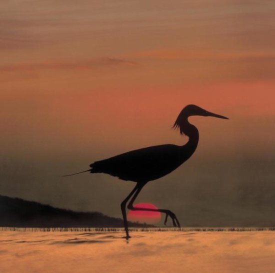 Little Egret Silhouetted at Sunset, Africa