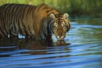 Siberian Tiger Drinking in its Natural Habitat