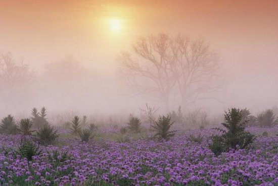 Sand Verbena Foggy Sunrise, Hill Country, Texas