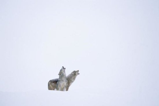 Timber Wolf Pair Howling in Snow, North America