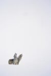 Timber Wolf Pair Howling in Snow, North America