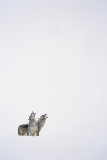 Timber Wolf Pair Howling in Snow, North America