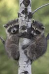 Two Raccoon Babies Climbing a Tree, North America (sepia)