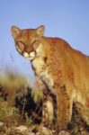 Mountain Lion or Cougar, North America