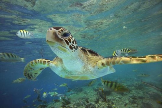 Green Sea Turtle, Balicasag Island, Philippines