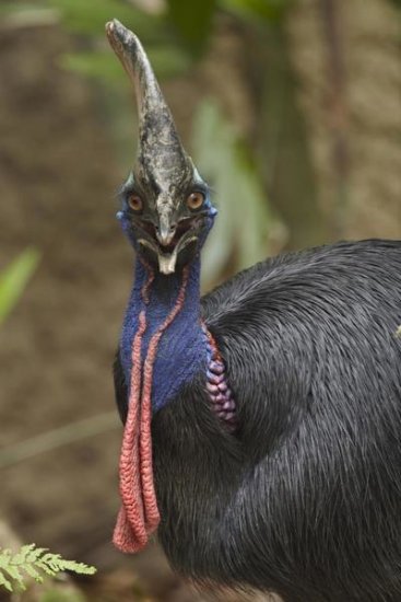 Southern Cassowary, Jurong Bird Park, Singapore