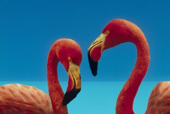 Greater Flamingo Courting Pair, Caribbean species
