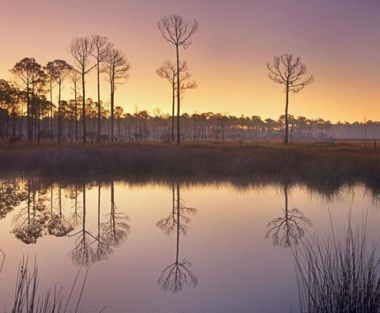 Pineland at Piney Point near Hagen's Cove, Florida