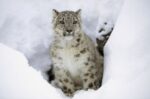 Snow Leopard Adult, Native to Asia