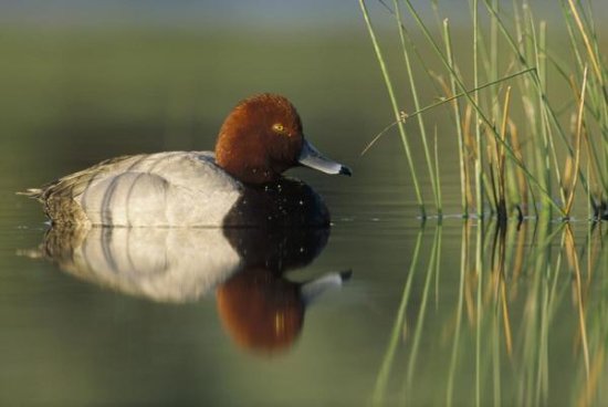 Redhead Duck Male, Moses Lake, Washington