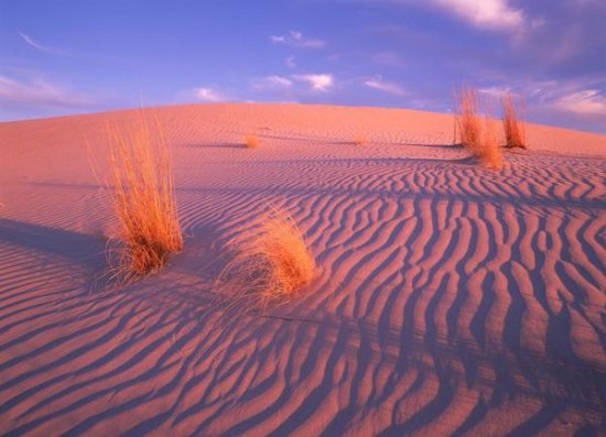 Gypsum dunes, Guadalupe Mountains National Park, Texas