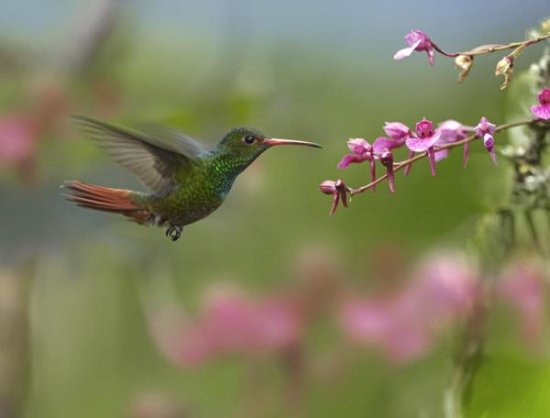Rufous-tailed Hummingbird Hovering near a Flower, Ecuador