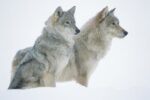 Timber Wolf Pair Sitting in Snow, North America