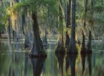 Bald Cypress Swamp, Sam Houston Jones State Park, Louisiana