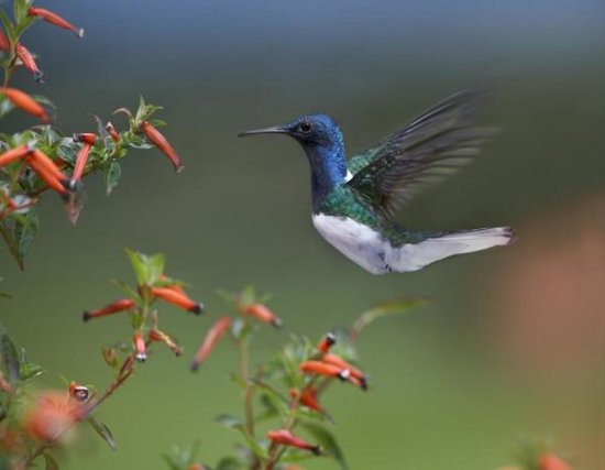 White-necked Jacobin Hummingbird, Male Foraging, Costa Rica
