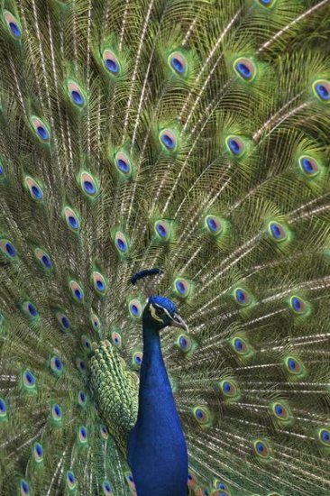 Indian Peafowl Male with Tail Fanned Out in Courtship Display, Native to Asia