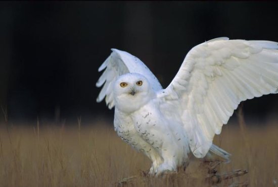 Snowy Owl Adult, British Columbia, Canada