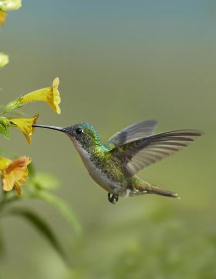 Andean Emerald Hummingbird Feeding on a Yellow Flower, Ecuador