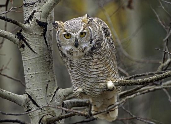 Great Horned Owl, Pale Form, Kootenays, British Columbia, Canada