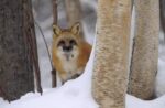 Red Fox Looking Out from Behind Trees in a Snowy Forest, Montana
