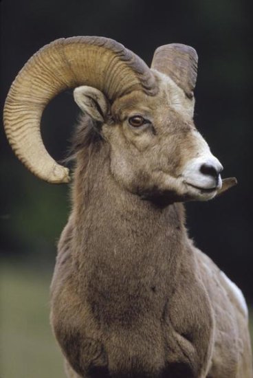 Bighorn Sheep Male Portrait, Banff National Park, Alberta, Canada