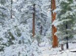 Ponderosa Pine Forest in Snow, Grand Canyon National Park, Arizona