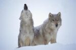 Timber Wolf Pair Howling in Snow, North America