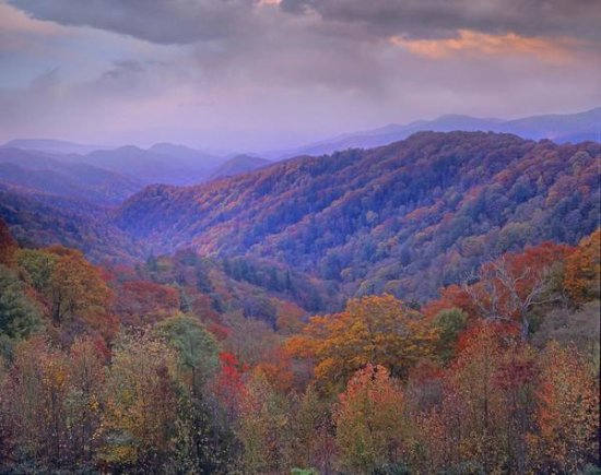 Autumn Deciduous Forest, Great Smoky Mountains National Park, Tennessee