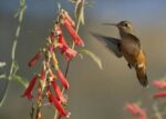 Broad-tailed Hummingbird Feeding on Flower Nectar, Santa Fe, New Mexico