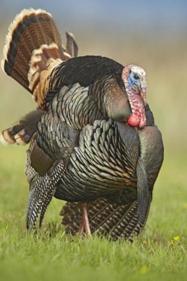 Wild Turkey Male in Courtship Display, Palo Duro Canyon State Park, Texas