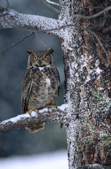 Great Horned Owl Perched in Tree, British Columbia, Canada