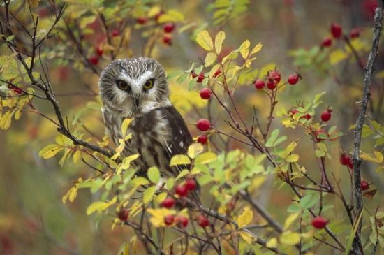 Northern Saw-whet Owl Perching in a Wild Rose Bush, British Columbia, Canada
