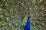 Indian Peafowl Male with Tail Fanned Out in Courtship Display, Native to Asia